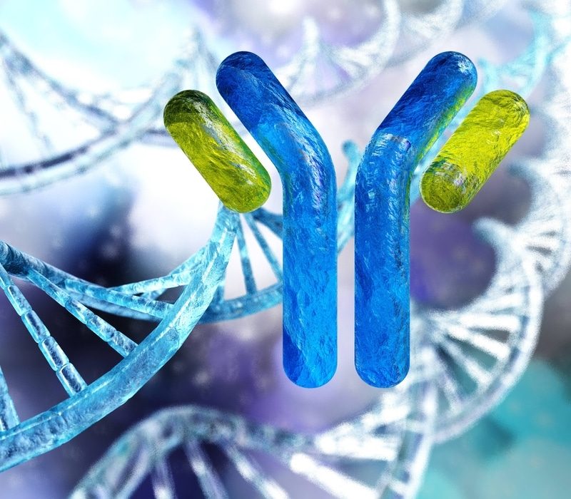 Antibody